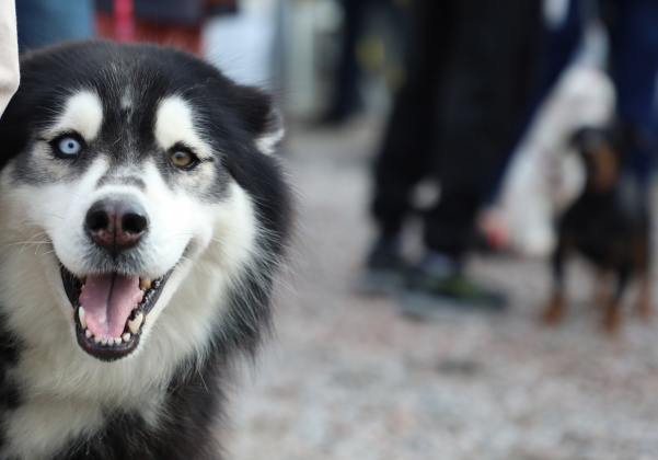 Pinhais promove “censo animal” para o controle populacional de cães e gatos